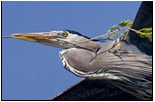 heron